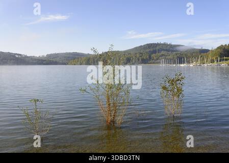 Hennesee, Weiden (Salix) im See, blauer Himmel, Hennetalsperre, Naturpark Sauerland-Rothaargebirge, Nordrhein-Westfalen, Deutschland Stockfoto