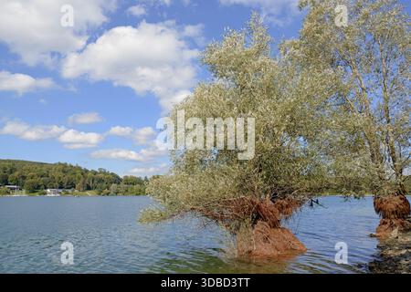 Hennesee, Weiden (Salix) im See, blauer bewölkter Himmel, Hennetalsperre, Naturpark Sauerland-Rothaargebirge, Nordrhein-Westfalen, Deutschland Stockfoto