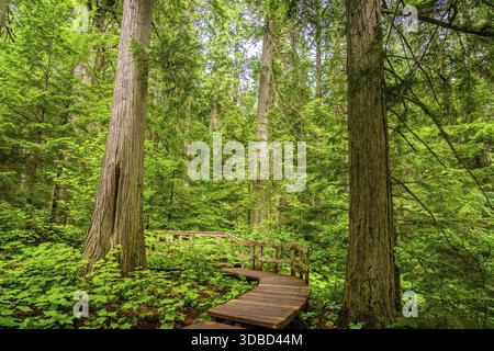 Eine hölzerne Promenade schlängelt sich durch einen üppigen grünen Wald mit riesigen Zedernbäumen im Mount revelstoke National Park, british columbia, kanada, bietet eine ruhige Atmosphäre Stockfoto