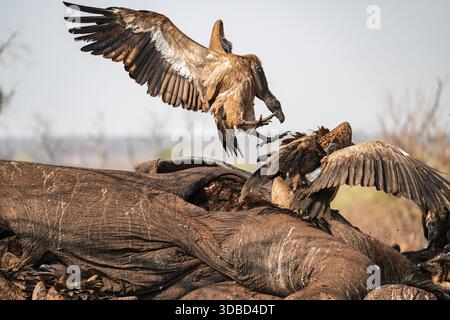 Weissgesinngeier (Gyps africanus) kämpfen um Aas, Geier fressen sich an den Kadaver eines Elefanten, Ihaha, Chobe National Park, Botswana Stockfoto