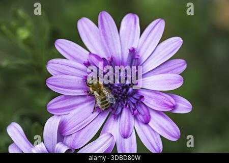 Biene (Apidae) sitzt auf einer violetten Blume auf einem kapkorb (Osteospermum) in detaillierter Nahaufnahme vor einem sanft verschwommenen grünen Hintergrund in weicher L Stockfoto