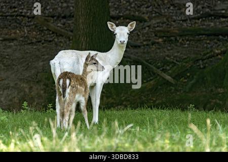 Damson (dama dama), ausgewachsene Rehe, weißes Fell aufgrund Leuzismus-Genmutation, kein Albino, mit Kalb auf einer Wiese in einer Waldlichtung, Vogelsberg, Buedingen GA Stockfoto