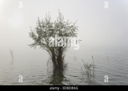 Hennesee, Weiden (Salix) im Nebel, Hennetalsperre, Naturpark Sauerland-Rothaargebirge, Nordrhein-Westfalen, Deutschland Stockfoto