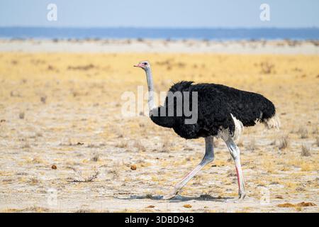 Männlicher gemeiner Strauß (Struthio camelus), der durch die Savanne im Etosha-Nationalpark, Namibia läuft Stockfoto