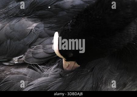 Eurasischer Coot (Fulica atra), der sich selbst befindet, Naturschutzgebiet Schwalm-nette, Nettetal, Nordrhein-Westfalen, Deutschland Stockfoto