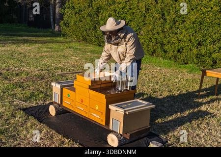 Imker inspiziert Bienenstöcke in einem Apiary, um die Gesundheit der Kolonie und die Honigproduktion sicherzustellen Stockfoto