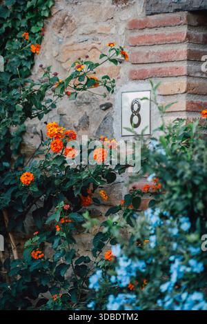 Orangene lantana-Blumen und grünes Laub, das an einer alten Stein- und Ziegelmauer wächst, mit einer Tafel mit der Nummer 8, Detailaufnahme Stockfoto