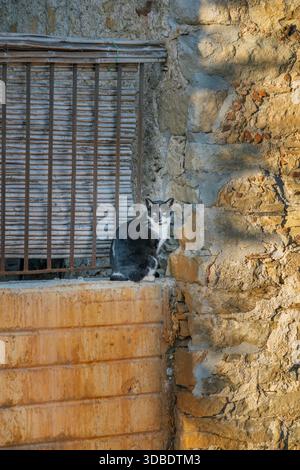 Schwarz-weiße streunende Katze sitzt auf einem Felsvorsprung neben einer alten Steinmauer und einem Gitterfenster im warmen Abendlicht Stockfoto
