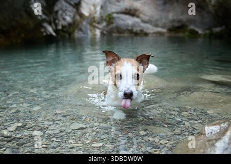 Ein Jack Russell Terrier bewegt sich vorwärts durch unberührtes türkisfarbenes Wasser. Felsige Kanten und Wellen zeigen dem Hund, wie er in den Bergen tatkräftig schwimmen kann. Stockfoto