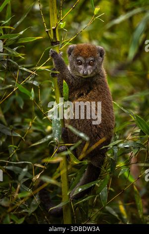 Ein Porträt eines grauen Bambuslemurs in einem Bambuswald im Andasibe-Nationalpark, Madagaskar. Stockfoto