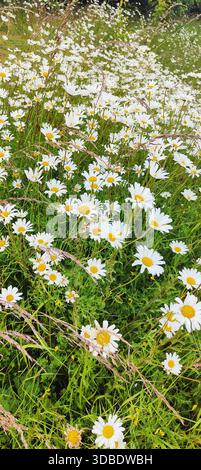Aus nächster Nähe sehen Sie blühende Gänseblümchen, die über lebendiges grünes Gras verstreut sind und die frische und fröhliche Essenz einer Sommerwiese einfangen Stockfoto