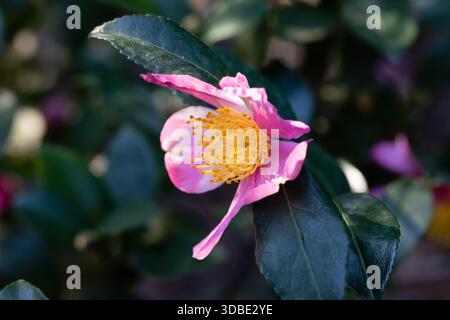 Der Name dieser Blumen ist Camellia Sasanqua Stockfoto