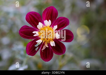 Dahlia Mary Eveline in einem Garten in Madrid gefangen genommen Stockfoto