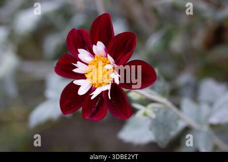 Dahlia Mary Eveline in einem Garten in Madrid gefangen genommen Stockfoto