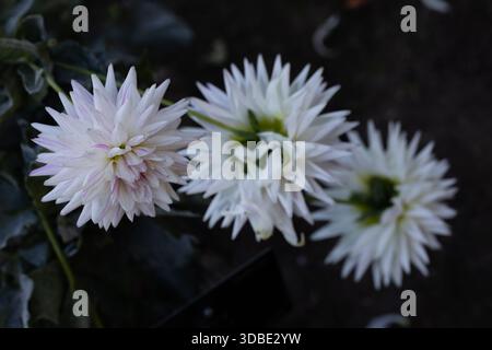 Dahlia Hy Trio, das in einem Garten in Madrid, Spanien, angebaut wird Stockfoto