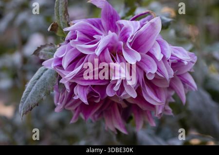 Eine Nahaufnahme einer wunderschönen Dahlia-bristol-Streifenblume in einem Garten Stockfoto