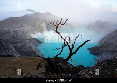 Wunderschöner einsamer Baum am Rand des ijen Vulkans mit blauem See im Vulkankrater bei Sonnenaufgang, Java-Insel, indonesien Stockfoto