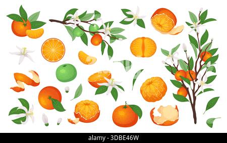 Cartoon-Mandarinenfrucht. Frische saftige Mandarinen, süße Orangen-Zitrusfrüchte, ganz, geschält, Scheiben und Scheiben, blühende Zweige, grüne Blätter an Zweigen Stock Vektor