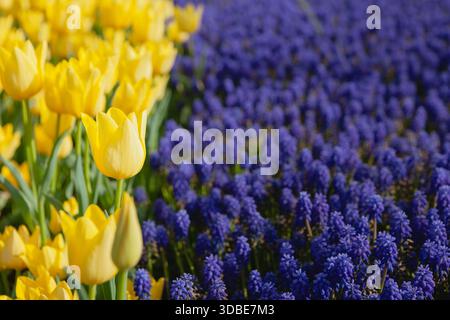 Ein wunderschöner Blick auf gelbe und lila Blumen im Frühling. Das Bild verfügt über einen Kopierraum. Stockfoto