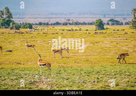 Eine einsame Hyäne inmitten einer Herde Impala-Antilopen in der Panorama-Savanne des Amboseli-Nationalparks in Kenia Stockfoto