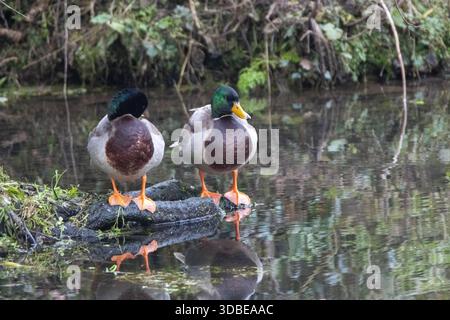 Zwei männliche Stockenten oder Wildenten (Anas platyrhynchos), die auf einem kleinen dunklen Stamm am Rand eines Teichs stehen, der sich im Wasser spiegelt Stockfoto