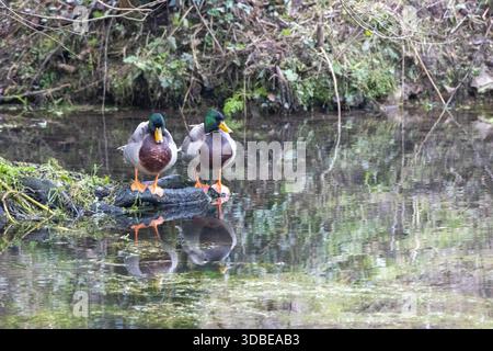 Zwei männliche Stockenten oder Wildenten (Anas platyrhynchos), die auf einem kleinen dunklen Stamm am Rand eines Teichs stehen, der sich im Wasser spiegelt Stockfoto