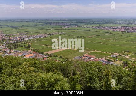 Weinberge in der Rheinebene, rund um Neustadt an der Weinstraße, eine touristische Route durch deutsche Weinberge Stockfoto