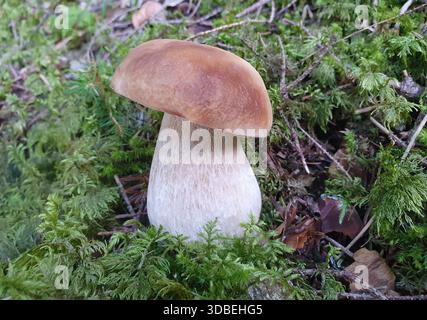 Frische Pilze im Unterholz Stockfoto