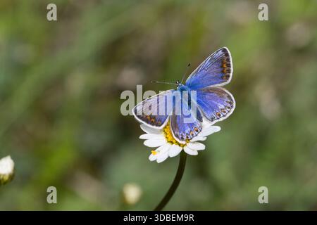 Hauhechelbläuling, Hauhechel-Bläuling, Gemeiner Bläuling, Wiesenbläuling, Weibchen, Blütenbesuch an Margerite, Polyommatus icarus, Lycaena icarus, com Stockfoto