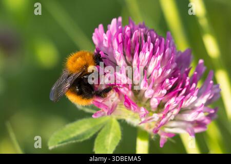 Arktische Ackerhummel, Nordische Ackerhummel, Unterart der Ackerhummel, Bombus pascuorum ssp. Smithianus, Acker-Hummel, Hummel, Bombus pascuorum, Bombe Stockfoto
