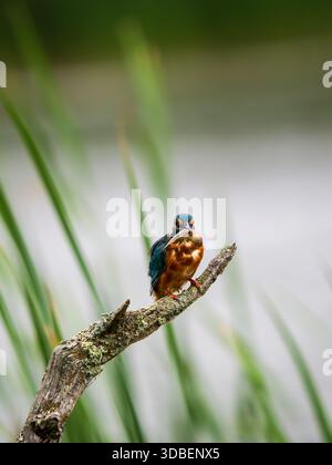 Eisvogel saß auf einem Pfosten und fütterte sich an einer Kaulquappe Stockfoto