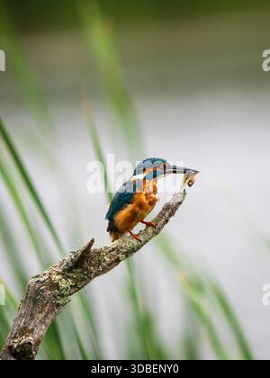 Eisvogel saß auf einem Pfosten und fütterte sich an einer Kaulquappe Stockfoto