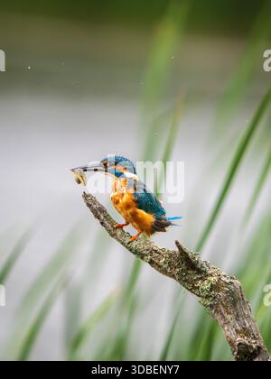 Eisvogel saß auf einem Pfosten und fütterte sich an einer Kaulquappe Stockfoto