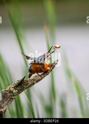Eisvogel saß auf einem Pfosten und fütterte sich an einer Kaulquappe Stockfoto