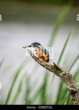 Eisvogel saß auf einem Pfosten und fütterte sich an einer Kaulquappe Stockfoto