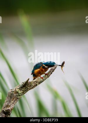 Eisvogel saß auf einem Pfosten und fütterte sich an einer Kaulquappe Stockfoto