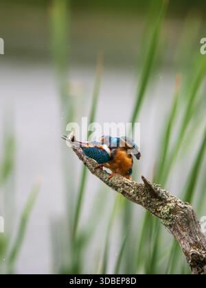 Eisvogel saß auf einem Pfosten und fütterte sich an einer Kaulquappe Stockfoto