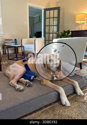 Senior Yellow Labrador Retriever liegt auf seinem Hundebett in einem Zimmer. Er trägt einen Schutzkegel um den Hals und hat ein rasiertes Hinterbein aus der ACL-Chirurgie. Stockfoto