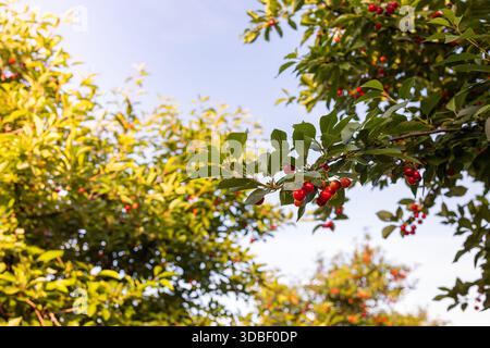 Rote Sauerkirschen wachsen auf einem Kirschbaum. Reife Kirschfrüchte und grünes Laub Stockfoto