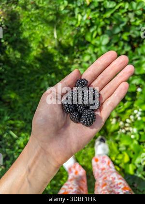 Blick von oben auf eine weibliche Hand mit einem Haufen frischer reifer Brombeeren vor einem sonnigen, verschwommenen grünen Gartenhintergrund während der Sommerhärten Stockfoto