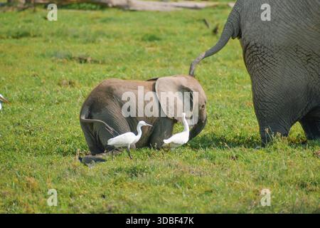 Blick auf Rinderreiher neben einem afrikanischen Elefanten - Loxodonta Africana Kalb in einem Teich inmitten toter Bäume im Amboseli Nationalpark in Kenia Stockfoto