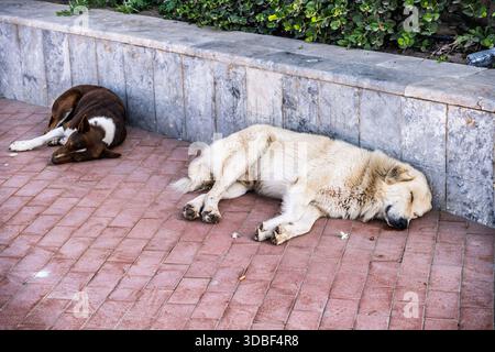 Zwei Hunde schlafen auf einem gemauerten Gehweg neben einer Steinmauer und grünen Pflanzen und schaffen einen friedlichen, intimen Moment der Ruhe und der Gesellschaft i Stockfoto