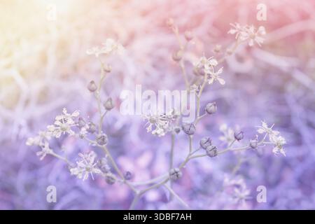 Schöner Sommer-Blumen-Hintergrund, wilde Blumen und Sonnenlicht. Stockfoto