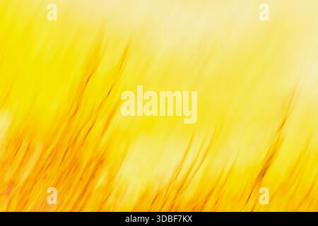 Abstrakter gelber Verlauf natürlicher Hintergrundierung. Unscharfe Bewegung Stockfoto