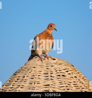 Die Lachtaube (Spilopelia senegalensis), afrikanischer Kleintaubenvogel. Stockfoto