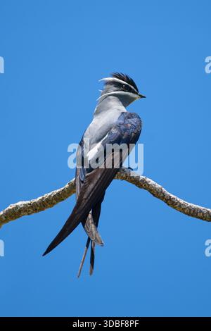 Der muffige Baum SWIFT (Hemiprocne mystacea) - Raja Ampat, West Papua, Indonesien Stockfoto