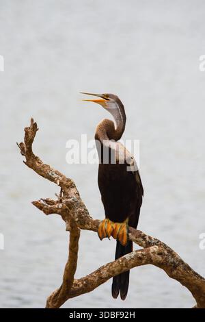 Der Orientalische Darter (Anhinga melanogaster). Yala Nationalpark Sri Lanka Stockfoto