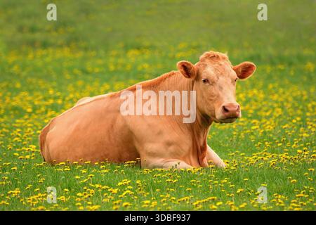 Schöne Kuh auf der Weide mit blühenden Löwenzahn - Limousinenrasse Stockfoto