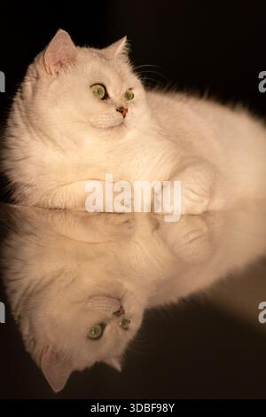 Nahaufnahme einer weißen Katze, die auf dem Boden liegt Stockfoto