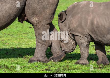Eine der großen 5 in einem Safari-Park in England und fühlt sich sehr energiegeladen an. Stockfoto